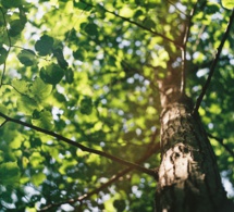 La Sabiduría de los Cuentos: El árbol y el agricultor