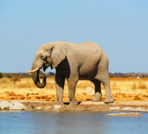 El elefante que quería patinar