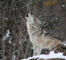 Covid-19: De nada sirve sólo limar los dientes al lobo