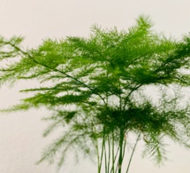 Hierbas aromáticas y culinarias (II) Hierbas aromáticas y culinarias (II)