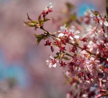 La primavera ha venido...