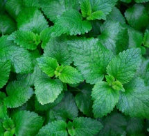 Hierbas aromáticas o culinarias: Menta y Hierbabuena