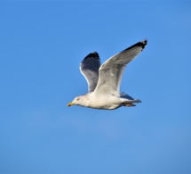 Despertar al Juan Salvador Gaviota que todos llevamos dentro Despertar al Juan Salvador Gaviota que todos llevamos dentro