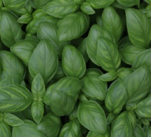Hierbas aromáticas o culinarias: Albahaca, salvia y mejorana