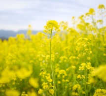 Hierbas aromáticas o culinarias (VI)