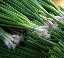 Hierbas aromáticas o culinarias (VII)