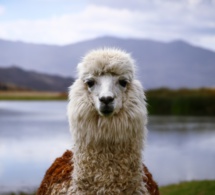 Cuentos para conectar con el Ser interior: La llama que quería ser caballo Cuentos para conectar con el Ser interior: La llama que quería ser caballo