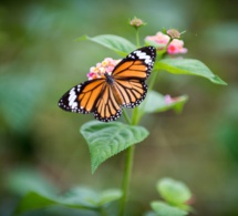 La transformación como proceso consciente - IV La transformación como proceso consciente - IV