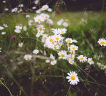 El tesoro de la pequeña flor