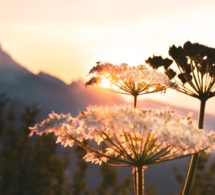 Día de celebraciones Día de celebraciones