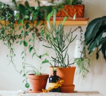 Las plantas nos ven y nos oyen Las plantas nos ven y nos oyen