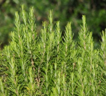 Apuntes de Fitoterapia: Romero "Rosmarinus Officinalis"