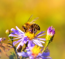 Las abejas no deberían poder volar Las abejas no deberían poder volar