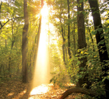 Camino de sanación Camino de sanación