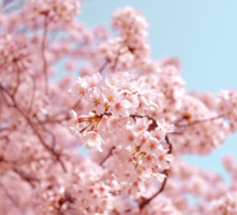 Hanakotoba: El arte secreto de las flores en la comunicación japonesa