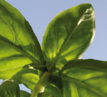 Cielo, Agua, Tierra, plantas y sus virtudes
