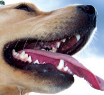 ¿Por qué los perros viven menos que nosotros?