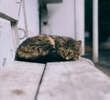 Rompiendo barreras: De la reclusión a la aceptación Rompiendo barreras: De la reclusión a la aceptación