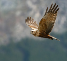 Hoy, levanta el vuelo