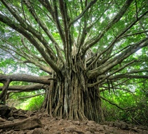 Los Biocampos: La interrelación e interdependencia con los árboles