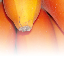 Plátano sí, pero de Canarias Plátano sí, pero de Canarias