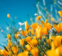 El lenguaje de las plantas