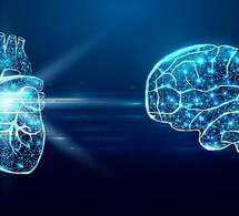 Explorando el pequeño cerebro en el corazón: Un viaje a la comunicación corazón-cerebro